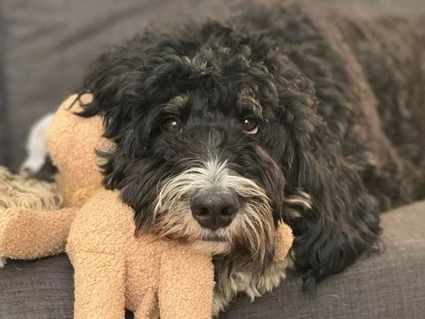 Lily the Therapy Dog