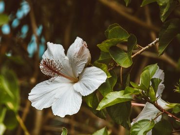 Close-up of tropical white hibiscus flower in Hawaii, showcasing island flora and natural beauty