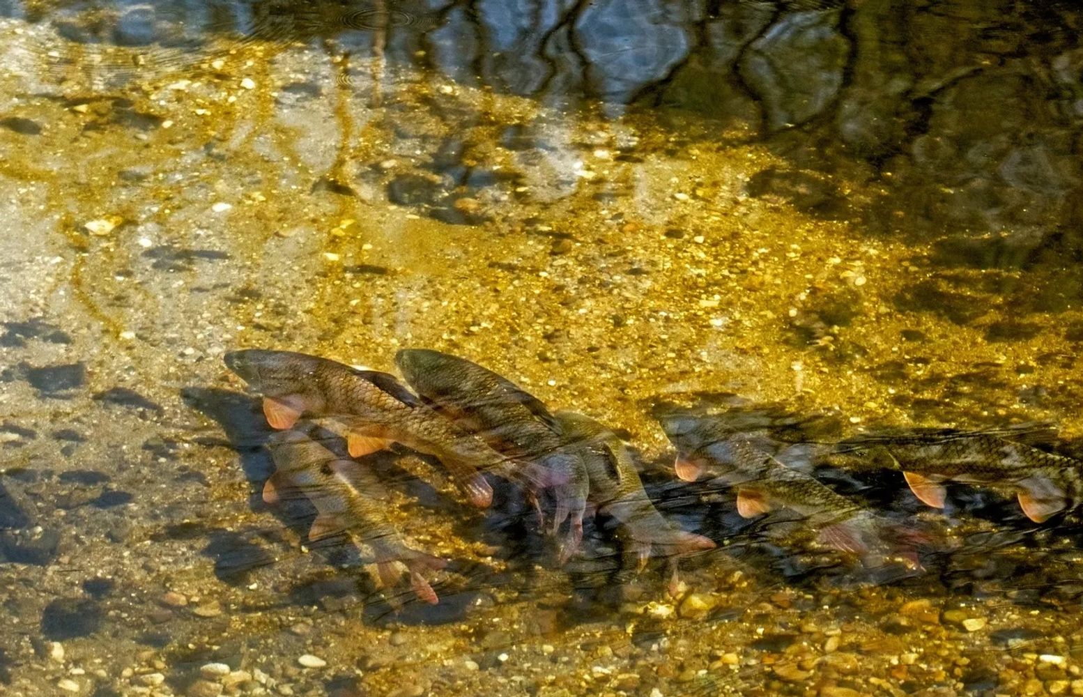 Shorthead redhorse congregate on spawning shoal