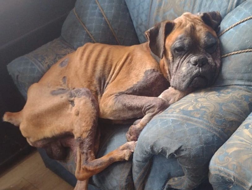 Perro enfermo de cáncer, beneficiado por el Banco veterinario