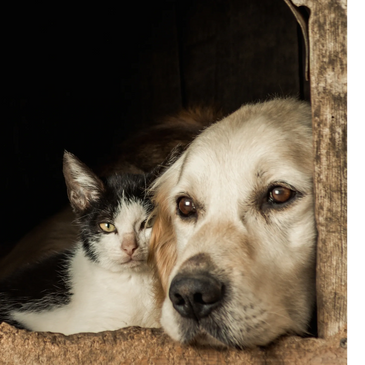 Perro y gato rescatados