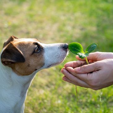 Perro con una plata. Sentido social y ecologico del Banco Veteribnari Colombia