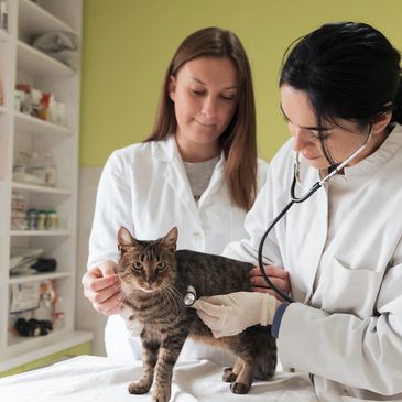 Veterinarias ayudando a un gato rescatado en las calles