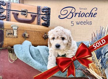 Five-week-old female Brioche goldendoodle mix puppy with a sold tag, sitting on a blue blanket.