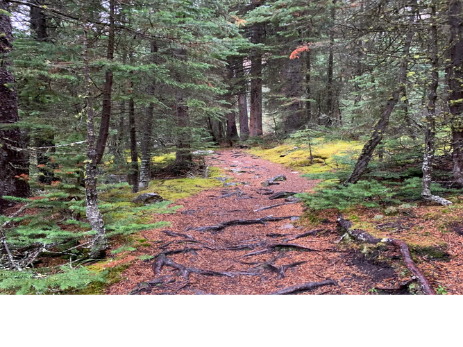 A forest trail covered with roots and pine needles.