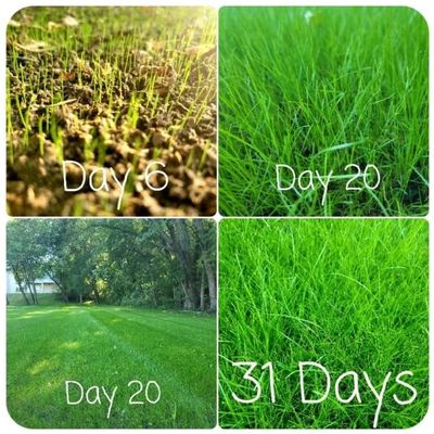 days 6 to 31 after hydroseeding