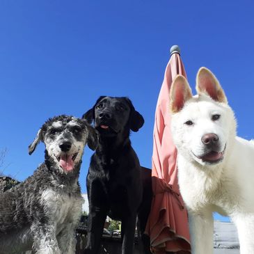 Happy dogs playing outside blue sky