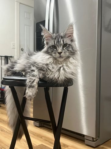 Fluffy gray cat lounging on a black stool in a kitchen.