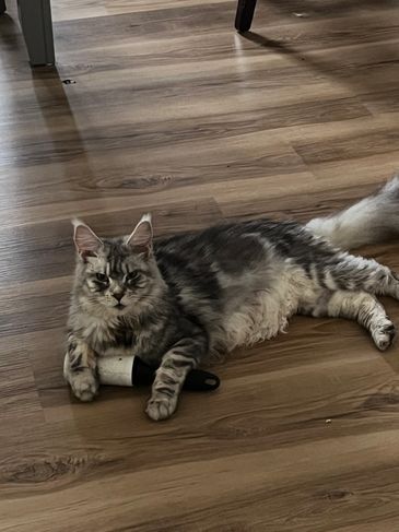 A grey tabby cat lying on wooden floor with a lint roller.