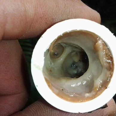 Don’t let condensate sludge cause costly problems in your system! and water damage to your home