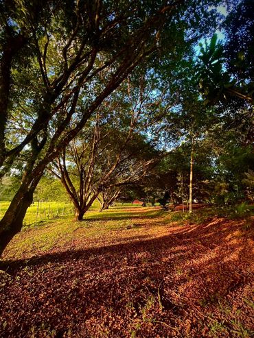 Sunlit forest clearing with tall trees and leafy ground.