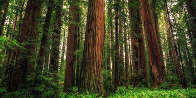 Redwood Forest, Humboldt County California