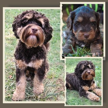 Labradoodles, Frosty Hill Labradoodles, East Coast Labradoodles, Labradoodles for sale near me