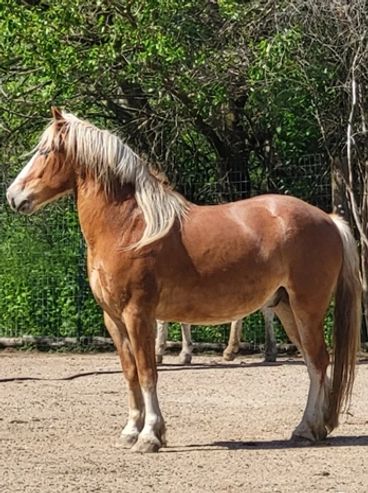 Large horse standing in field.