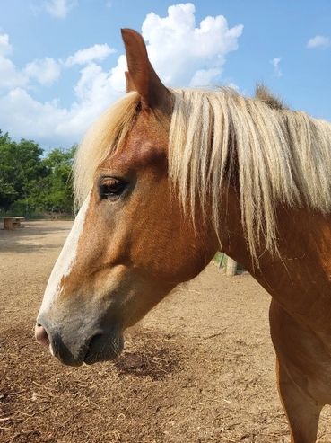 Close-up of brown horse head.