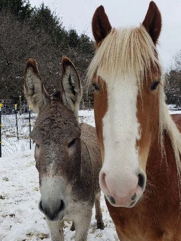 Donkey and horse in snow.