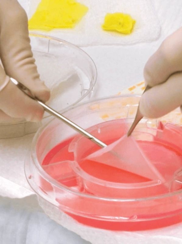 Gloved hands handling a pink gel in a segmented plastic container with tools.