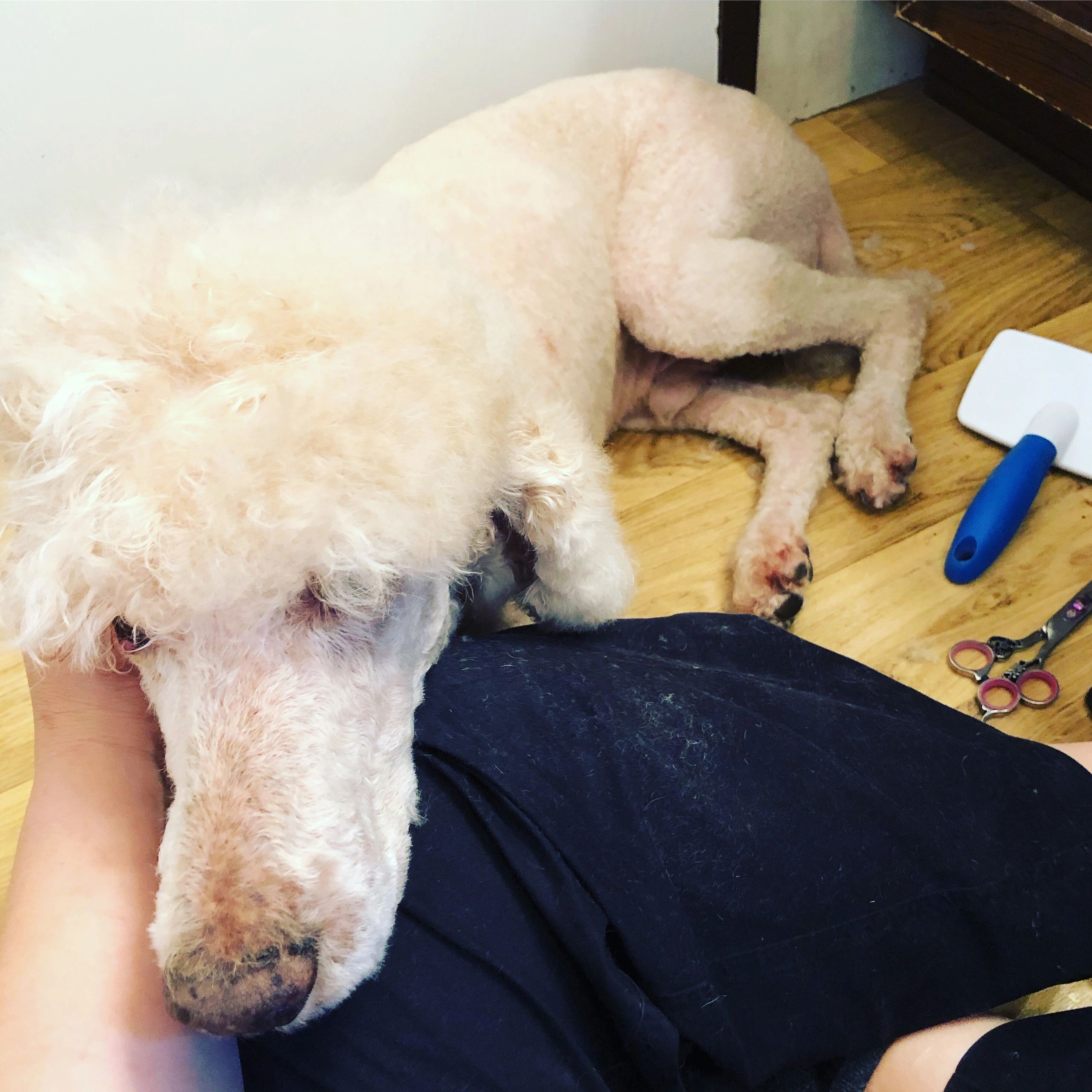 standard poodle being comforted mid dog grooming session