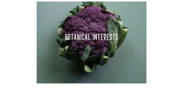 Close-up of a vibrant purple cauliflower with green leaves.