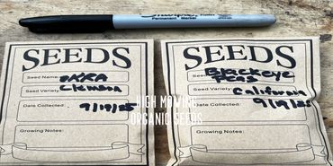 Two seed packets labeled with seed names and collection dates on a wooden surface.
