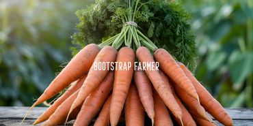 Freshly harvested bunch of carrots with green tops tied together.