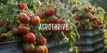 Vibrant tomatoes growing in rustic metal containers under natural sunlight.
