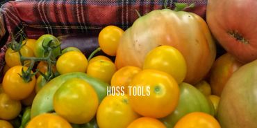 Basket of fresh yellow and green tomatoes with a plaid cloth lining.