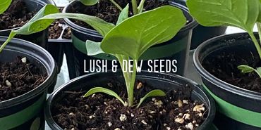 Young green plants growing in small pots with text overlay.