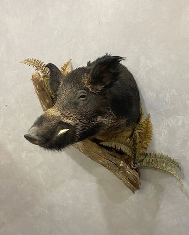 Wild Boar Mount