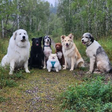 Pack Walks Off-Leash $31.00
(additional dog $26.00)
Pack Walks-On Leash $31.00
(additional dog $26.