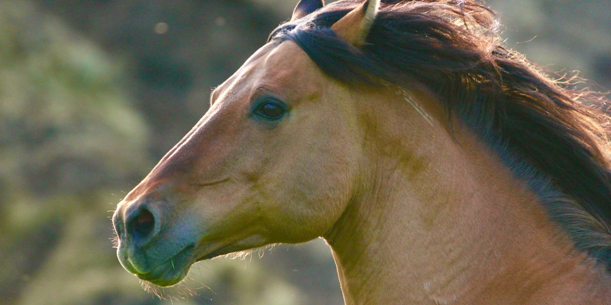 Kiger Mustang horse. Dun BLM Mustang from Oregon’s Kiger HMA herd  herd management area