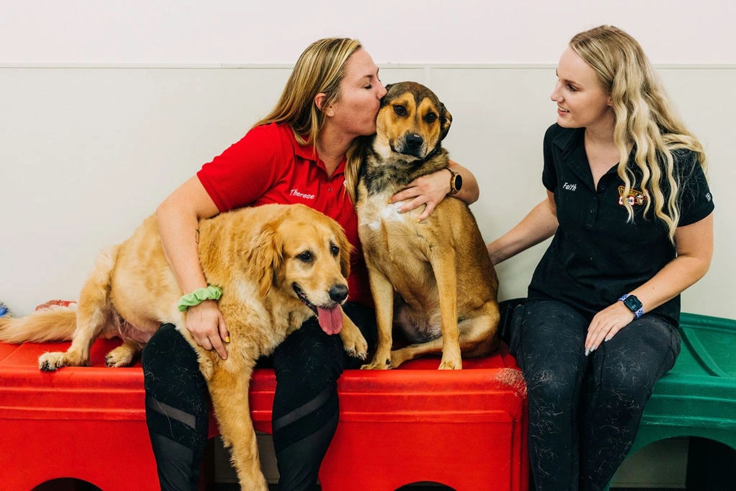 Dog daycare, dog boarding, Chandler Dogs, Gilbert Dogs, Glendale Dogs, Phoenix Dogs and Tempe Dogs