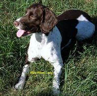 English Springer Spaniel Puppies
