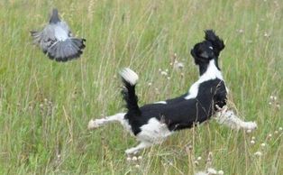 Essft/Essfta/Springer Spaniel
