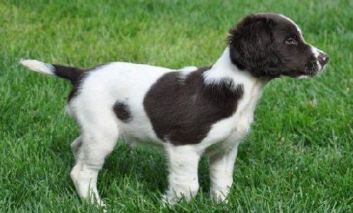 Springer Spaniel