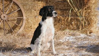 Field Bred English Springer Spaniels
