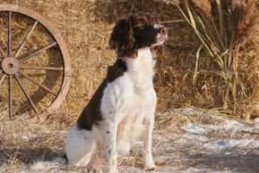 English Springer Spaniels