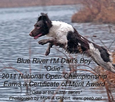 Blue River I'm Dan's Boy at the national open. *Field Bred English Springer Spaniel Puppies*English 