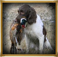 English Springer Spaniel Pups