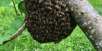 how to start beekeeping?