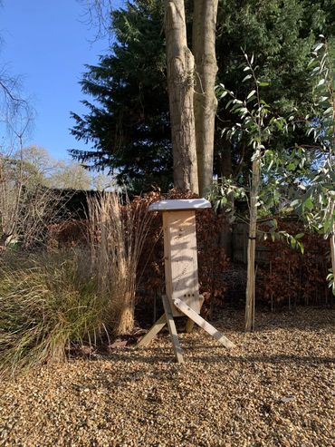 Can I keep bees at home?