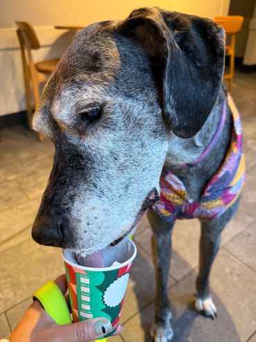 large greyhound dog licking whipped cream out of a cup
