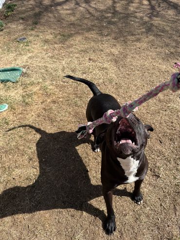 a black staffordshire terrier playing with a rope dog toy