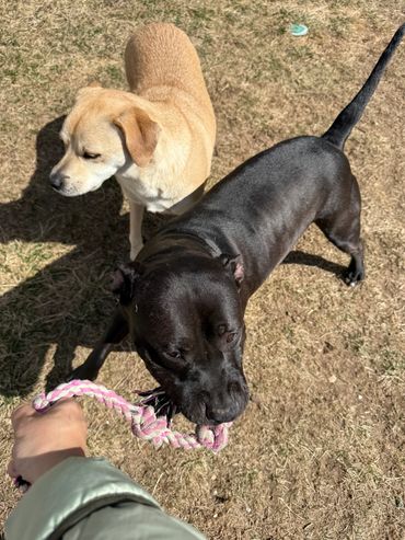 a black staffordshire terrier playing with a rope dog toy