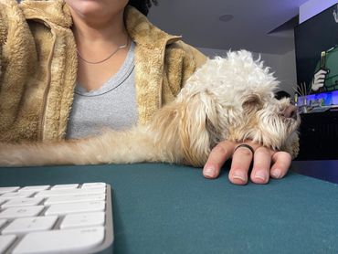 a puppy asleep on a work desk