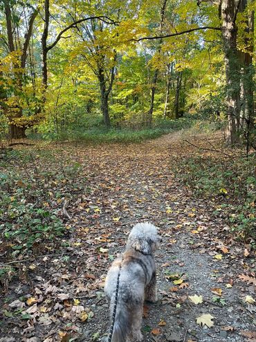 a dog on a trail in the fall