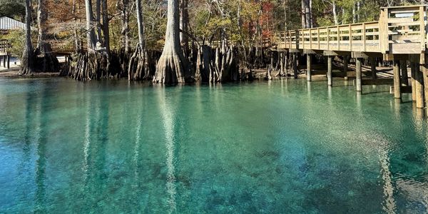 Clear turquoise water with cypress trees and a wooden boardwalk in a serene natural setting.