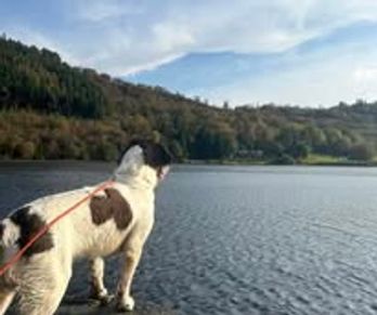 Cadaver Water Search Dog Drowned Victim Search Dog