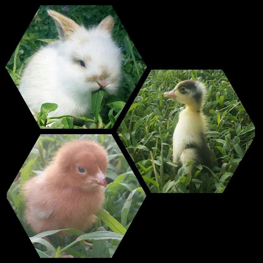 farm animals, bunnies, chicks, ducks, 