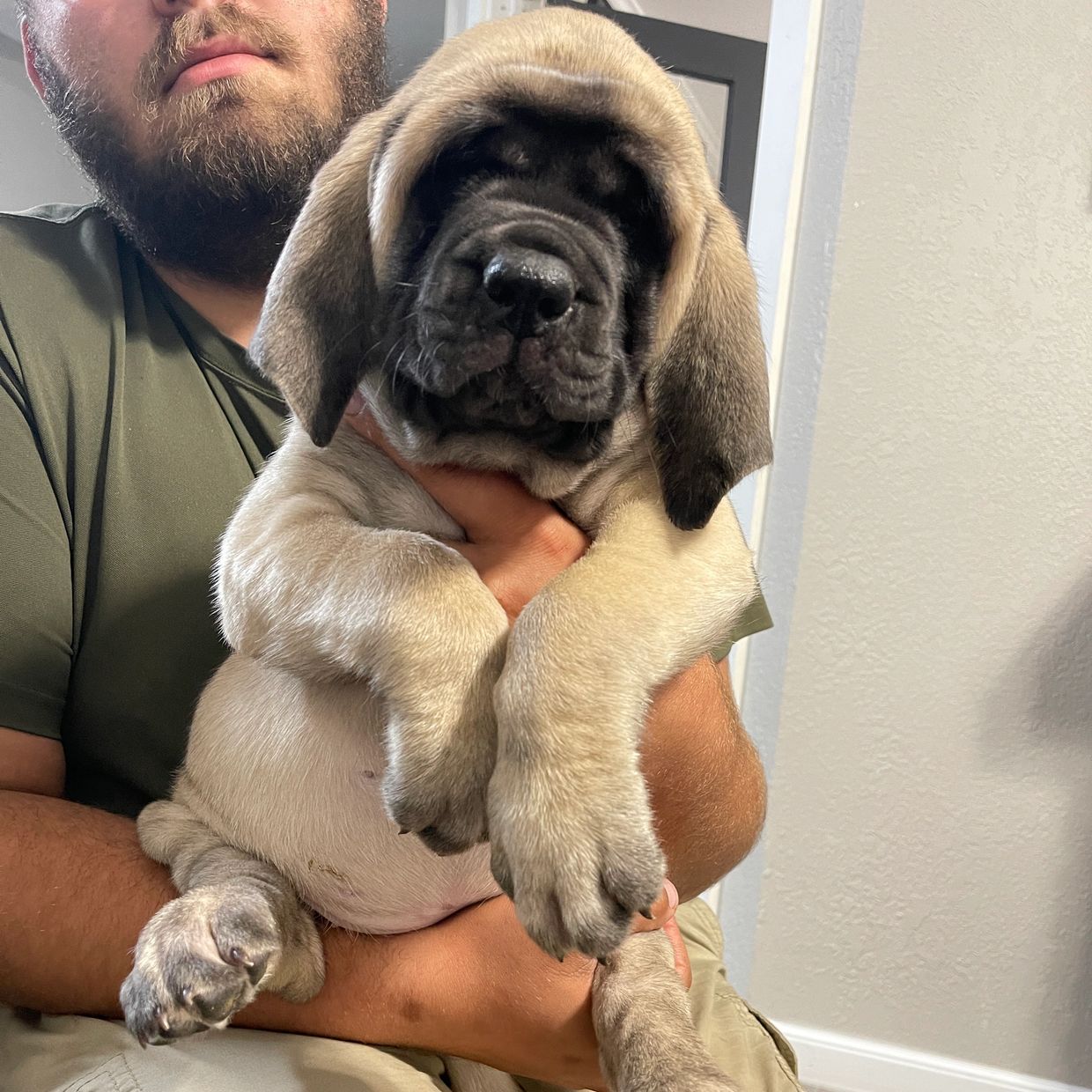 Fawn female pictured at 8 weeks